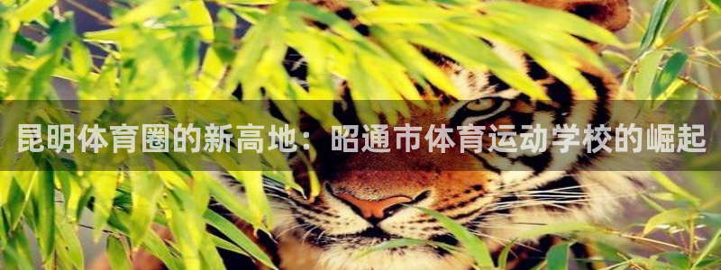3377体育官网下载平台是正规平台吗