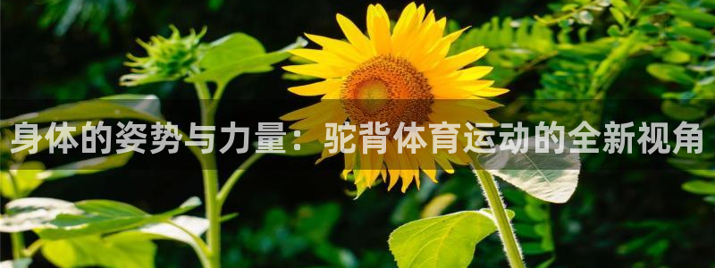 3377体育退款最新政策：身体的姿势与力量：驼背体育运动的全